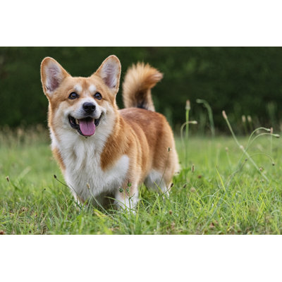 Mignon chien corgi gallois ludique jouant par Piola666