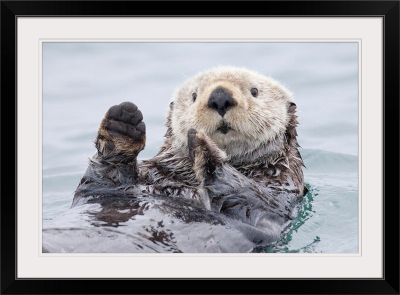 «Straub 'Hier I Caught a Fish This Big!» par Roman Golubenko, reproduction de photo, H 20 po x l 26 po x P 1 po, Cadre noir