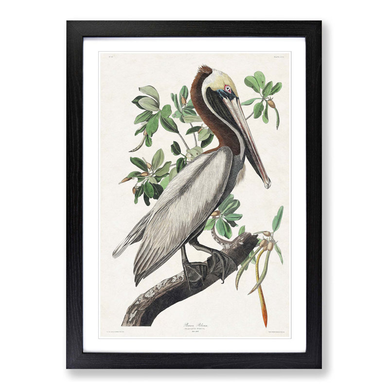 Brown Pelican by John Audubon - Picture Frame Graphic Art Print on MDF, Black Framed, 48cm H x 36cm W x 2cm D