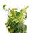 Succulent Arrangement