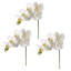 Phalaenopsis en serre 28 po -139132357