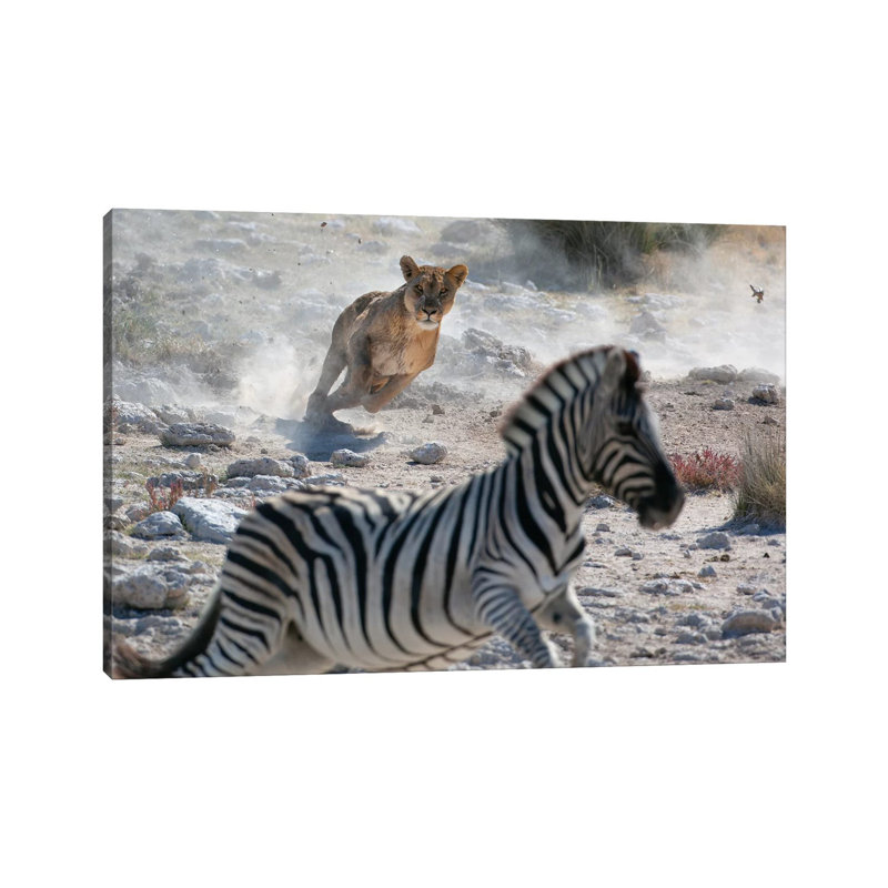 Lion Hunting Zebra by Mogens Trolle - Wrapped Canvas Print, 66.04 cm H x 45.72 cm W x 1.91 cm D