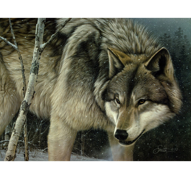 Portrait de loup MCG-S1234