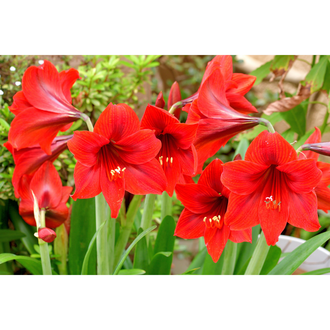 Amaryllis von Magicflute002 - Druck auf Leinwand ohne Rahmen