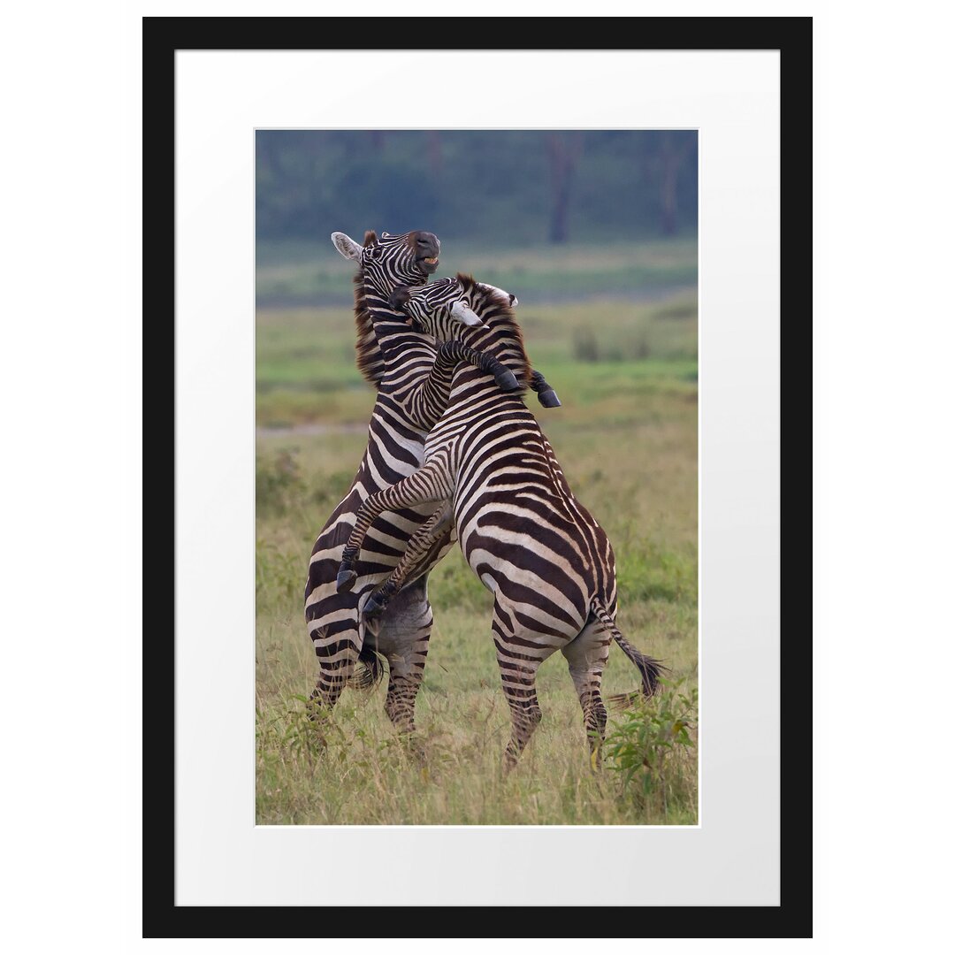 Gerahmtes Poster Kämpfende Zebras