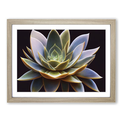 Compelling Succulent Plant - Single Picture Frame Print