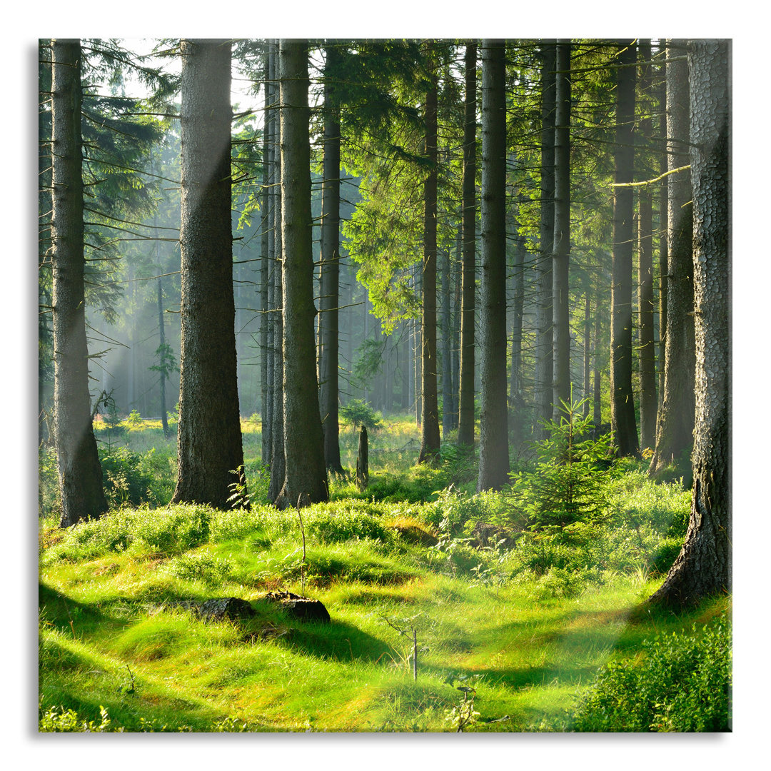 Glasbild Sonniger Tag im Wald