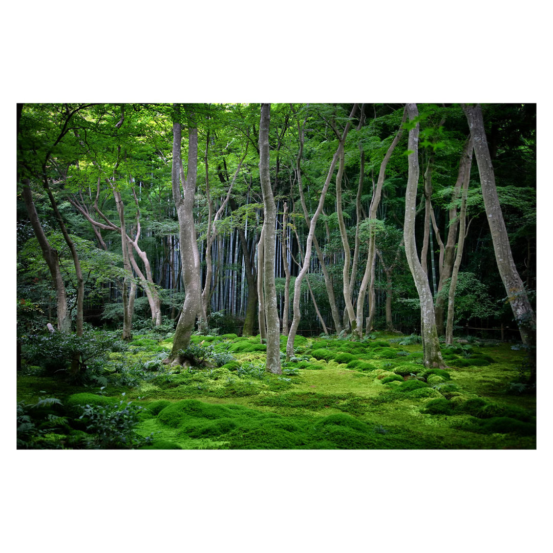 Japanese Forest 2.25m x 3.36m Textured Matte Wall Mural