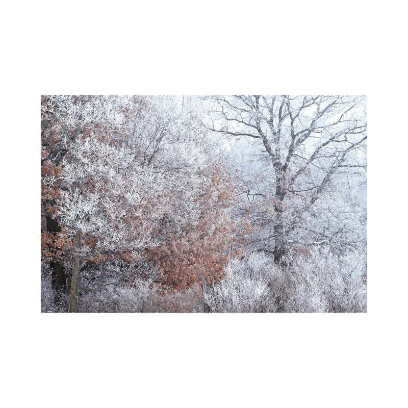 Rime Ice And Fog by Brian Wolf - Wrapped Canvas Print, 45.72cm H x 66.04cm W x 1.91cm D