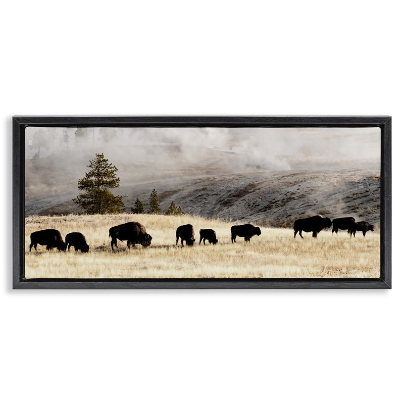 Bison broutant en pleine campagne brumeuse, Cadre flottant noir de jais, H 11 po x l 25 po