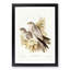 Grey Falcons by Elizabeth Gould - Picture Frame Painting Print-55609000-55609003