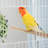 Extra Large Bird Cage, Metal Parrot Cage