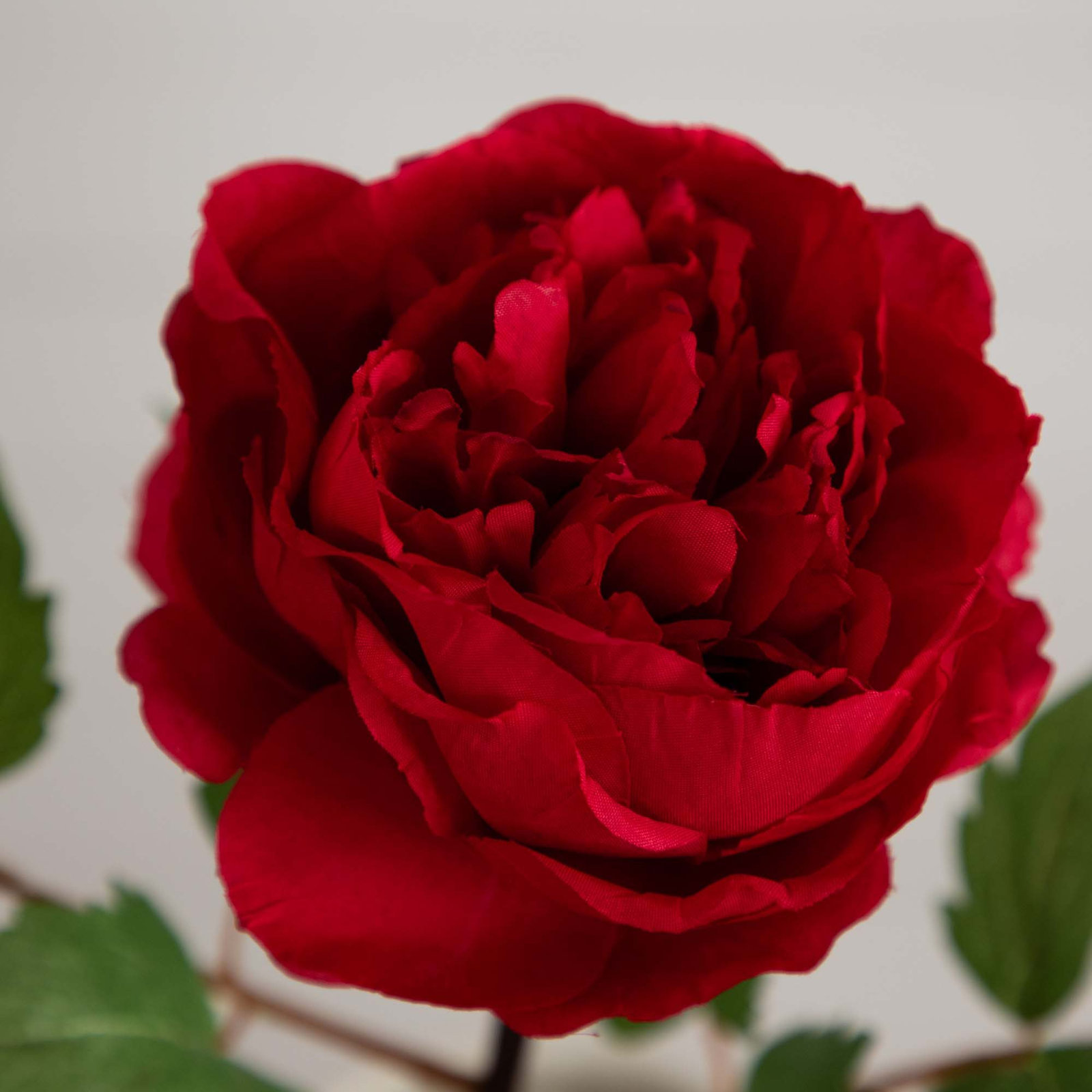 Peony Floral Stems, Red