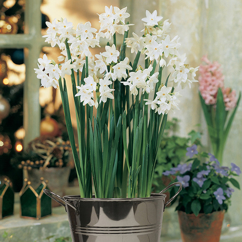 Paper Seed Kit with Artisan Decorative Planter