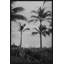 Silver Palms 1' Framed Photographic Print