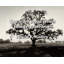 Citation artistique «On apprend plus quand les choses tournent mal». Toile tendue par David E Kelley-1359808246