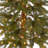 Hickory Cedar Tree-1964803448-1923807231