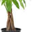 Arcadia Garden Products Money Tree in Grower Pot Live Money Tree (Pachira Aquatica) (Jade Plant) Tree Low Maintenance Plant in Rattan Pot-87733442