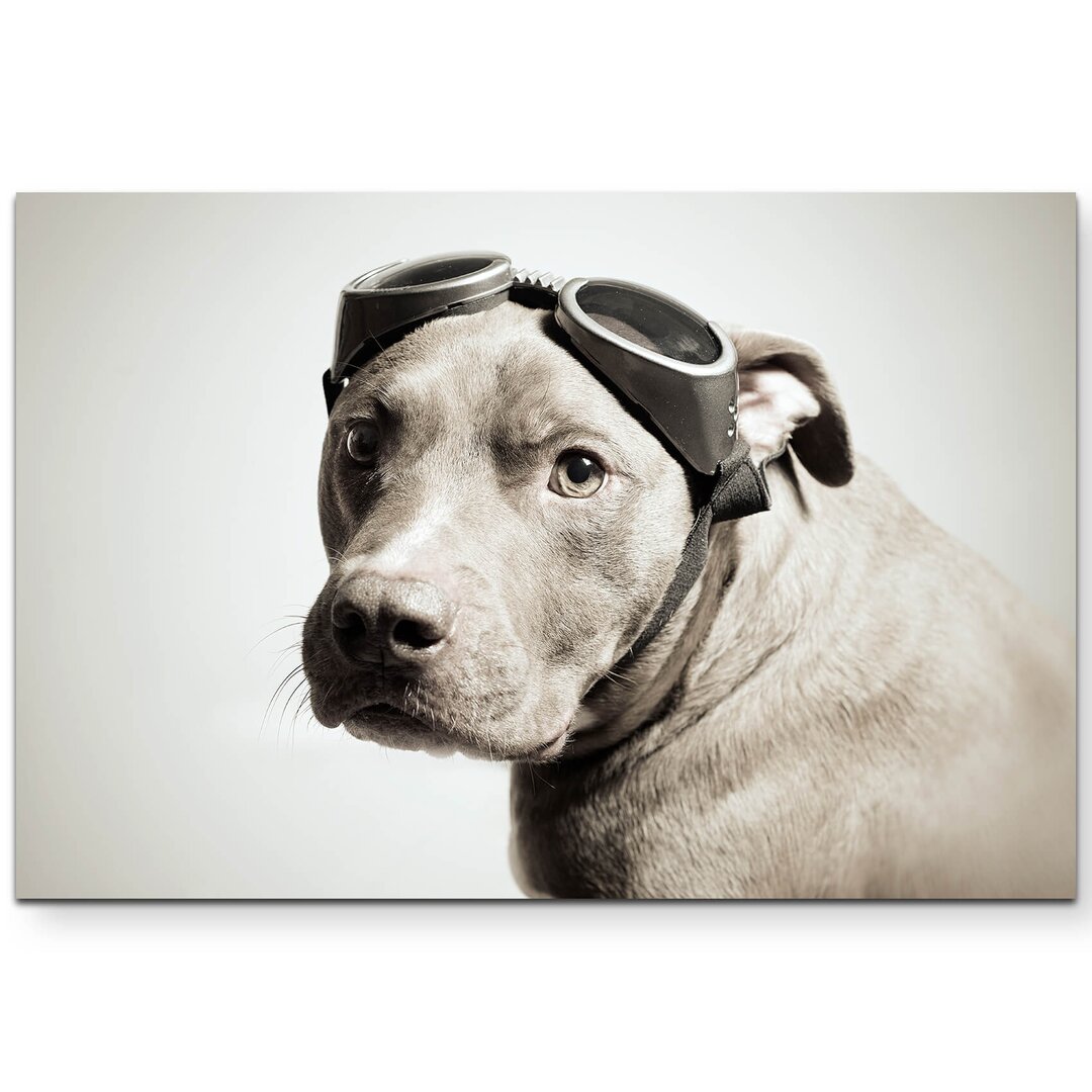 Leinwandbild Pitbull Portrait mit Pilotenbrille