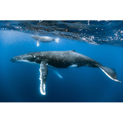 «Humpback Whales» par - Photographie sur toile tendue