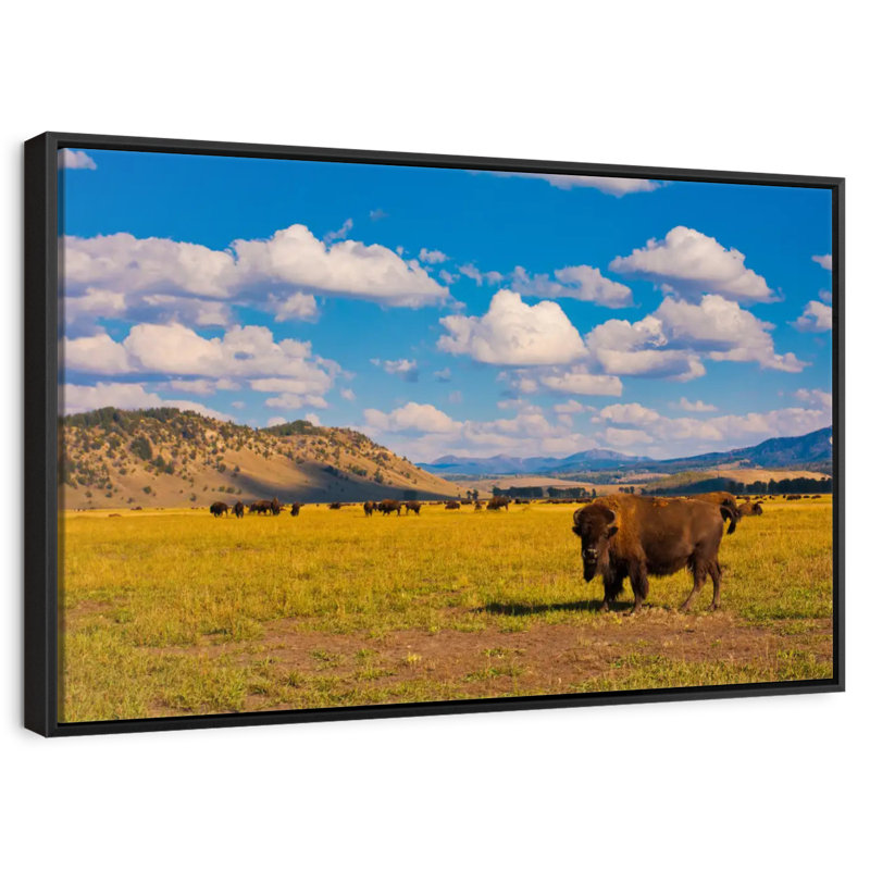 Bison dans le parc national, 25 po x 17 po, Cadre flottant noir