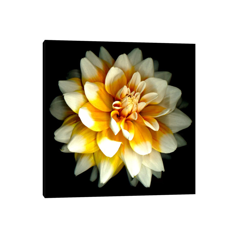 Dahlia by Susan Barmon - Wrapped Canvas Print, 45.72 cm H x 45.72 cm W x 1.91 cm D