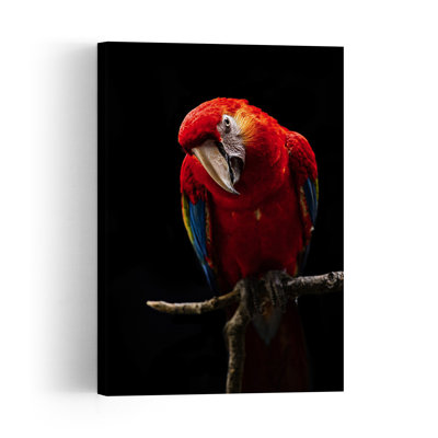 Curious Scarlet Macaw Colorful Vibrant Bird Nature Portrait Wall Art Print by Andi Halil - Print