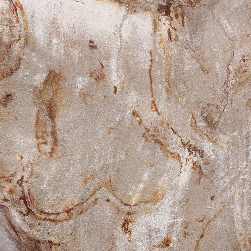 Petrified Wood Organic Sculpture, Light Brown