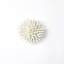 Urchin-White-Sm-1447989751