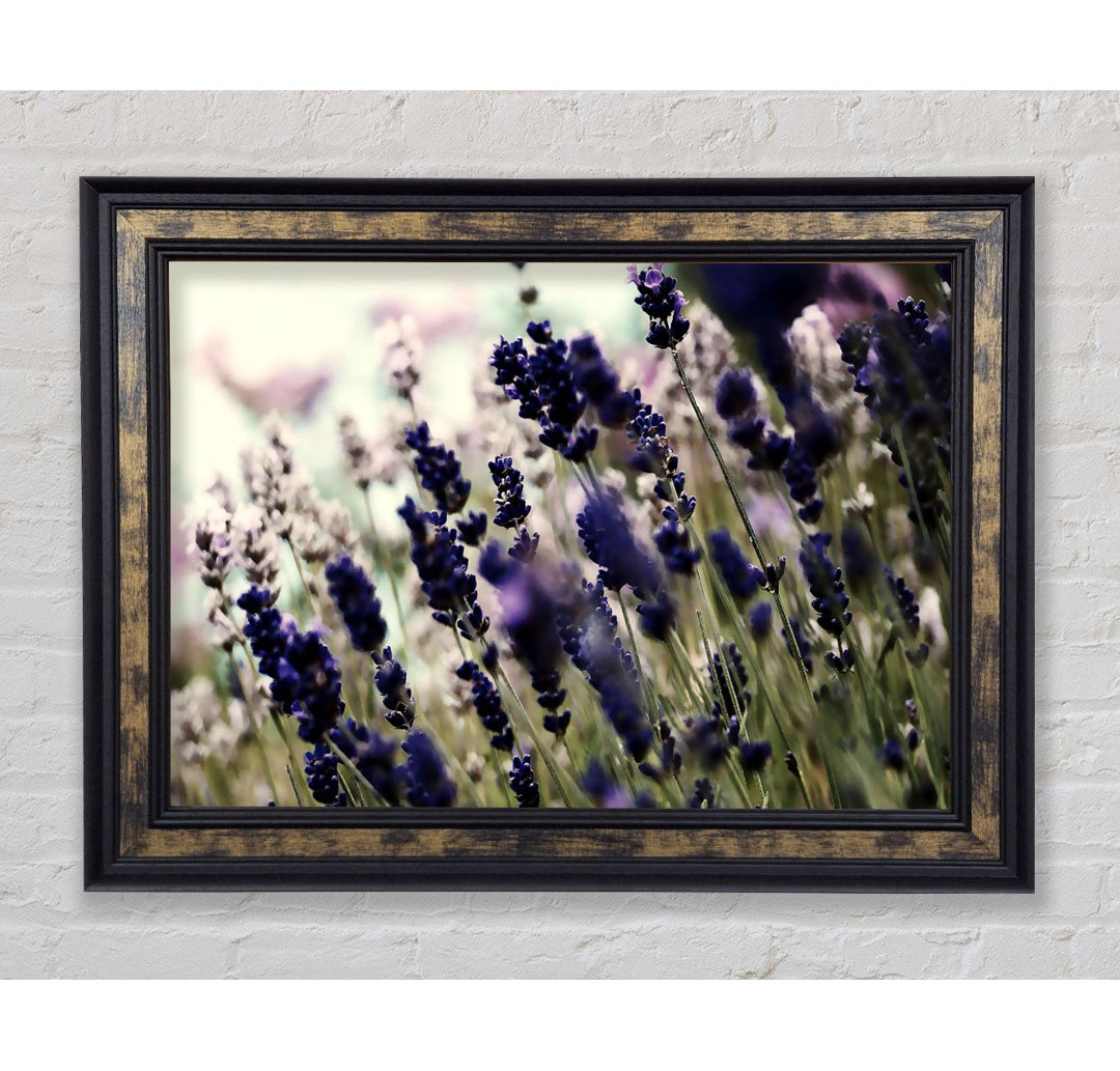 Gerahmtes Leinwandbild Lavender Flower Stems