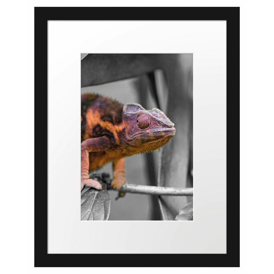 Gerahmter Fotodruck Chameleon auf Zweig