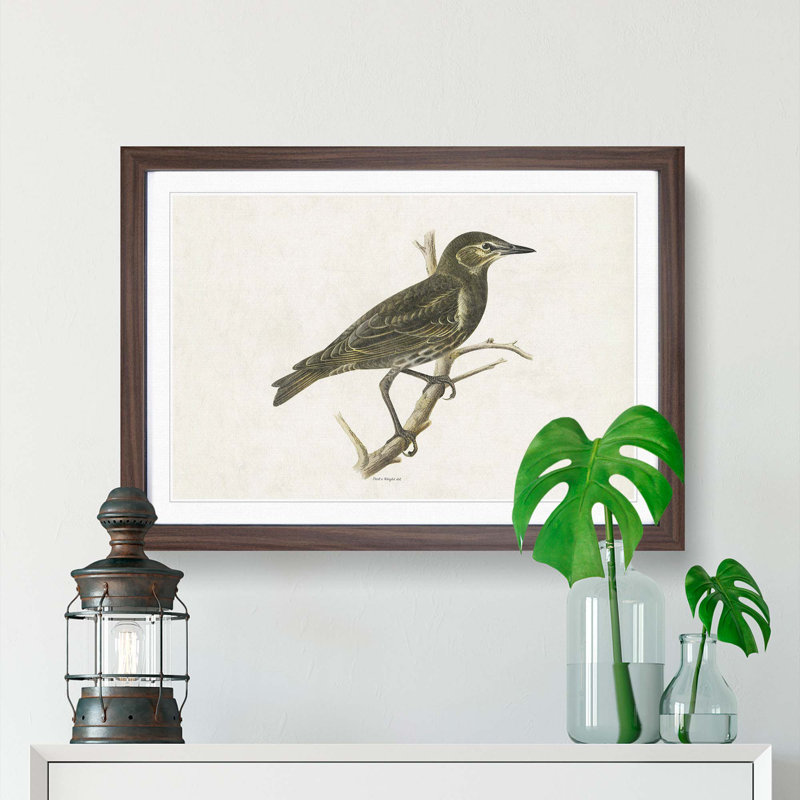 Starling by Von Wright - Framed Print, 48cm H x 65cm W x 2cm D, Walnut Framed