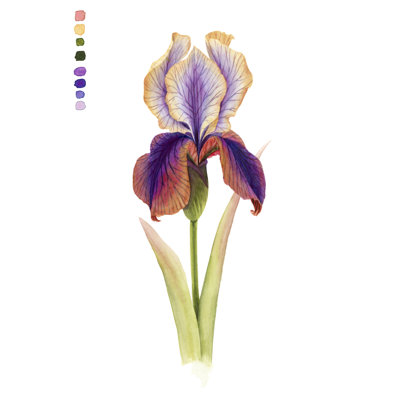 " Rainbow Iris I " by Grace Popp Painting Print
