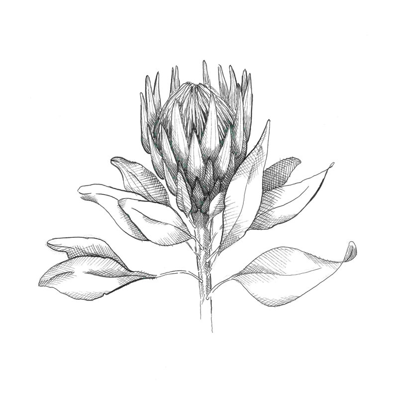 " Protea Sketch ", 12" H x 12" W  