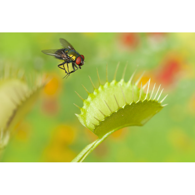Mouche piégée par Venus Flytrap Plant par Grafissimo, H 20 po x l 30 po