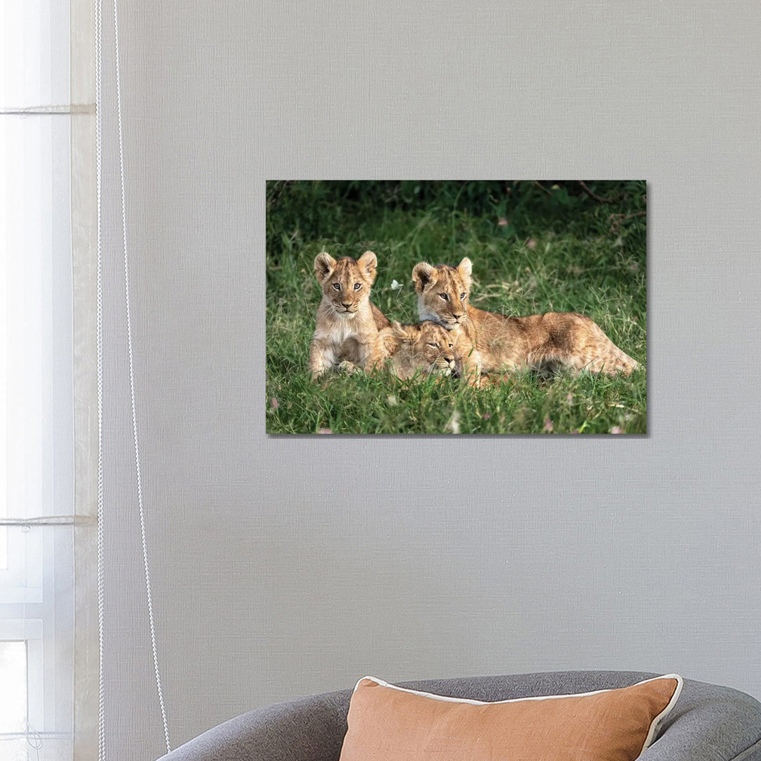 Three Cute Lion Cubs In Kenya Africa Grasslands von Susan Richey - Gallery-Wrapped Canvas Giclée on Canvas