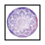 « plum primrose », reproduction sur toile-32898155-72219992-72223894