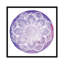 « plum primrose », reproduction sur toile-72223894-32898155-72219992
