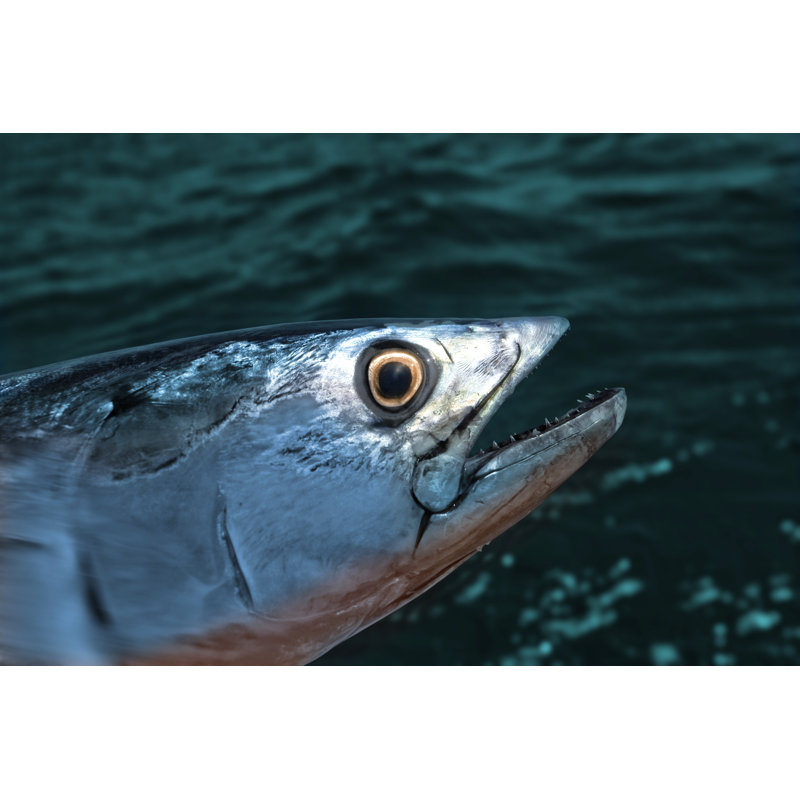 Atlantic Bonito by Seraficus, 20" H x 30" W