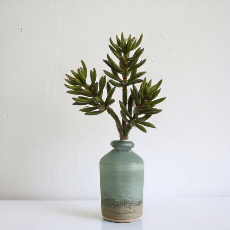 Plante grasse artificielle de 13 po Steele