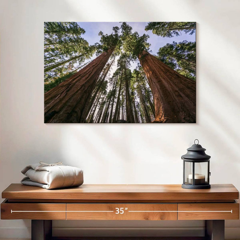 Sequoias From Below, 16" H x 24" W