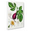 Fig Tree Illustration - Wrapped Canvas-55316394