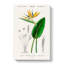 Bird of Paradise Flower by Charles D' Orbigny - Wrapped Canvas-55371199