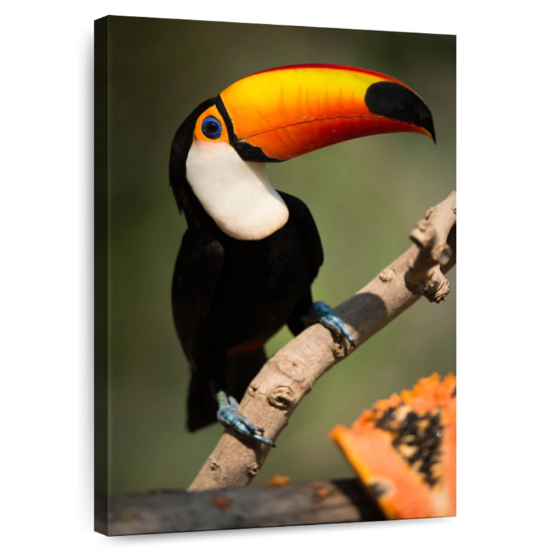 Brampt Adorable Toucan, 36" H x 24" W