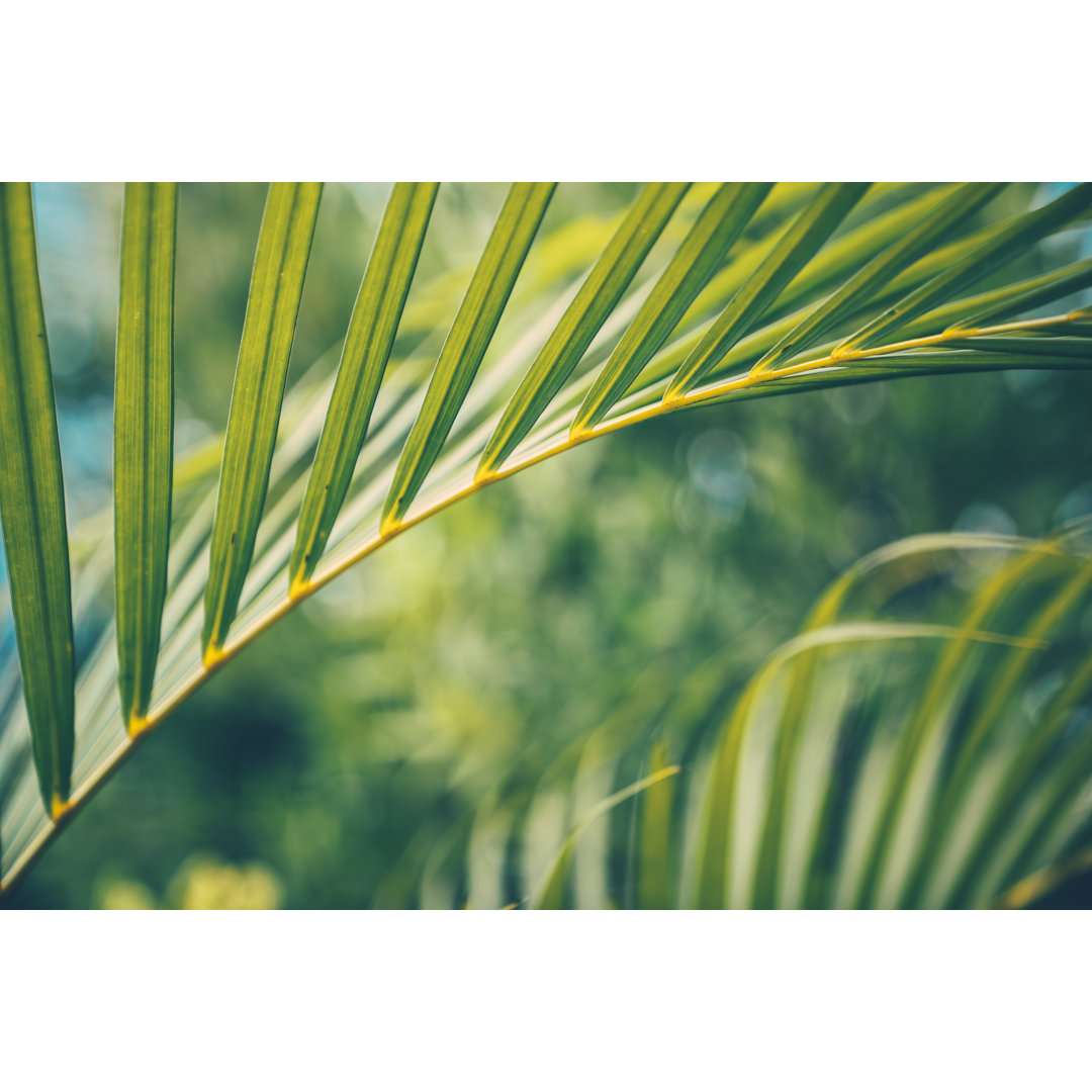 Palm Tree Leaves von Andrey Danilovich - Kunstdrucke auf Leinwand ohne Rahmen