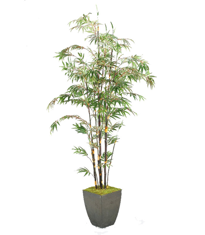 Plante de sol en bambou dans un pot de fleurs