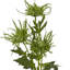 Sea Holly Spray-111171270