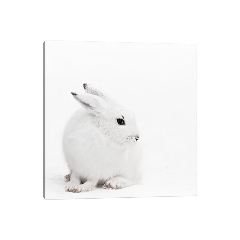 Arctic Hare I Square by Monika Strigel - Wrapped Canvas Print, 30.48 cm H x 30.48 cm W