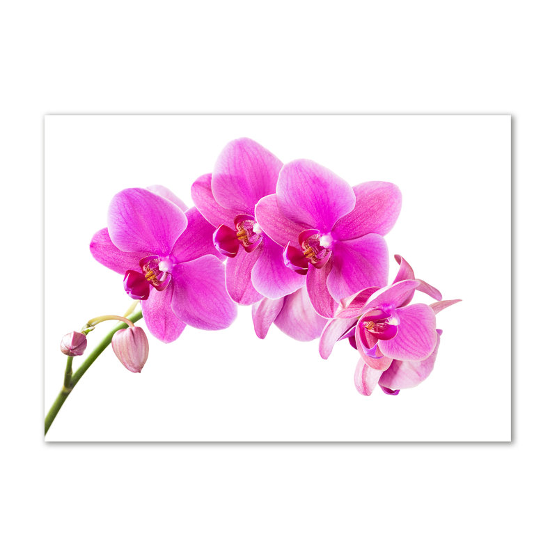 Pink Orchid - Wrapped Canvas Print