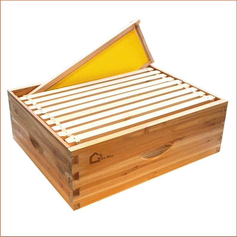 Ensemble de 10 ruches Bee Hive avec cadre de ruche complet avec cadres de ruche et fondations en cire ruche pour débutant